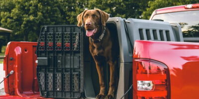 Dog Crates